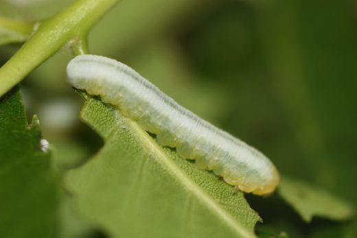 K-State Department of Entomology (@kstateentom) on Twitter photo Several inquiries regarding caterpillar like insects feeding on green ash (Fraxinus pennsylvanica) trees. 
Learn about the culprits: blogs.k-state.edu/kansasbugs/202… Several inquiries regarding caterpillar like insects feeding on green ash (Fraxinus pennsylvanica) trees. 
Learn about the culprits: blogs.k-state.edu/kansasbugs/202…
