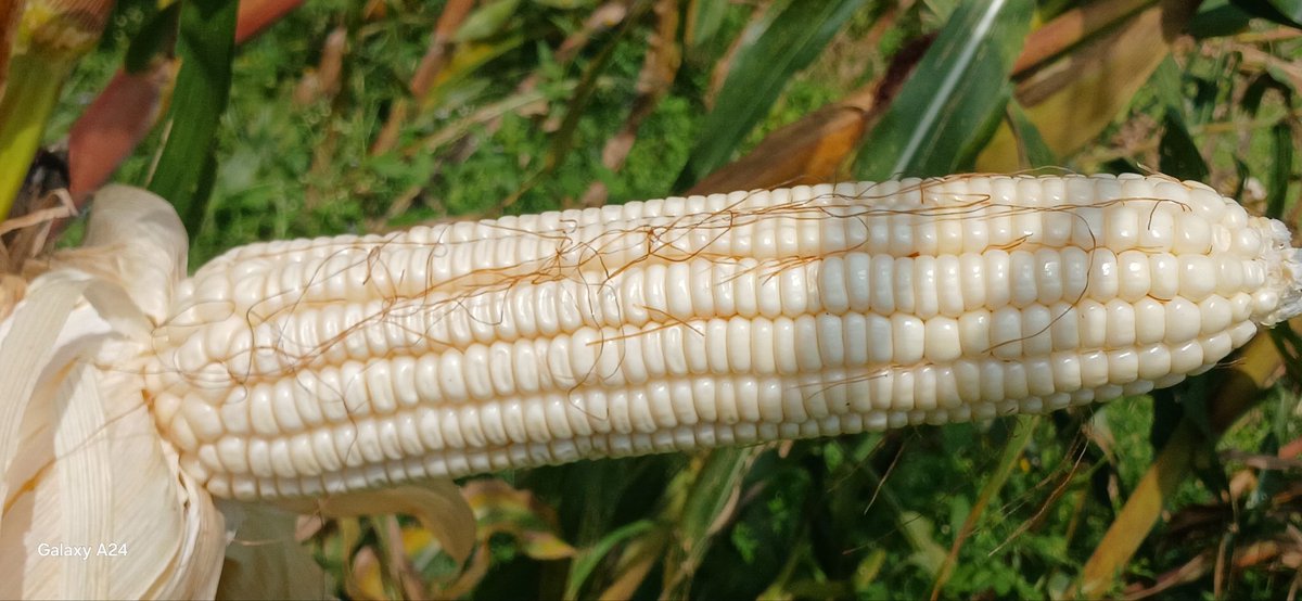PATRICK MAKOKHA (@patrick61594997) on Twitter photo Results of Yara MiCROP fertiliser.
Gives bumper harvest.
<a href="/Billngeno/">William Ngeno</a> <a href="/diangaronald/">Ronald</a> <a href="/rodgers_kirwa/">Mr. Agriculture ๐ฉโ๐พ</a> <a href="/YaraKenya/">YaraKenya</a> #shujaaz msingi #MboleaNiYara. Results of Yara MiCROP fertiliser.
Gives bumper harvest.
<a href="/Billngeno/">William Ngeno</a> <a href="/diangaronald/">Ronald</a> <a href="/rodgers_kirwa/">Mr. Agriculture ๐ฉโ๐พ</a> <a href="/YaraKenya/">YaraKenya</a> #shujaaz msingi #MboleaNiYara.
