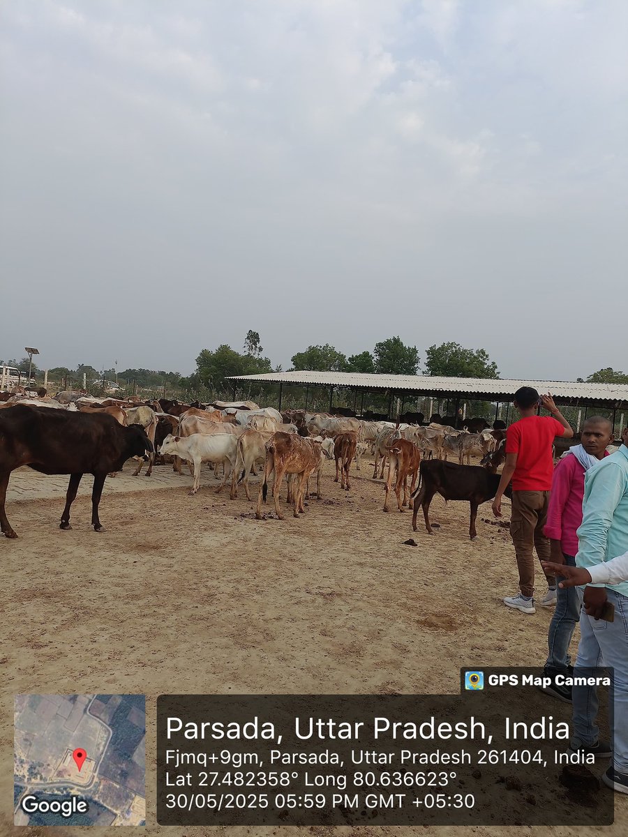 आज जनपद सीतापुर की विभिन्न गौशालाओं का निरीक्षण किया गया, जिनमें प्रमुख रूप से —
🔸 नंदनी गौशाला 
🔸बहोरनपुर गौशाला 
🔸 परसदा गौशाला
🔸 मीरपुर गौशाला
🔸 नेवादा गौशाला
सहित दर्जनों अन्य गौशालाएं शामिल रहीं।
निरीक्षण के दौरान अधिकांश गौशालाओं में अनियमितताएं पाई गईं।
व्यवस्थाओं में