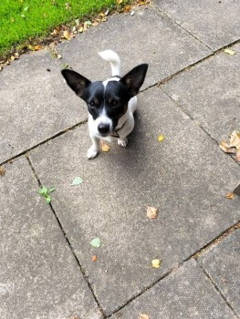 millypod1's tweet image. 🆘26 MAY 2025 #Lost DOTTY #ScanMe 
YOUNG Jack Russell Terrier Female
Kirkby Underwood nr #Bourne #Lincolnshire #PE10
Reward offered for safe recovery
doglost.co.uk/dog-blog.php?d…