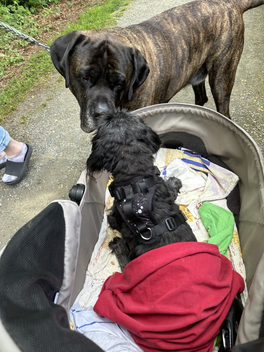 Huai Huai always meets new friends . Here’s a big boy he met the other day