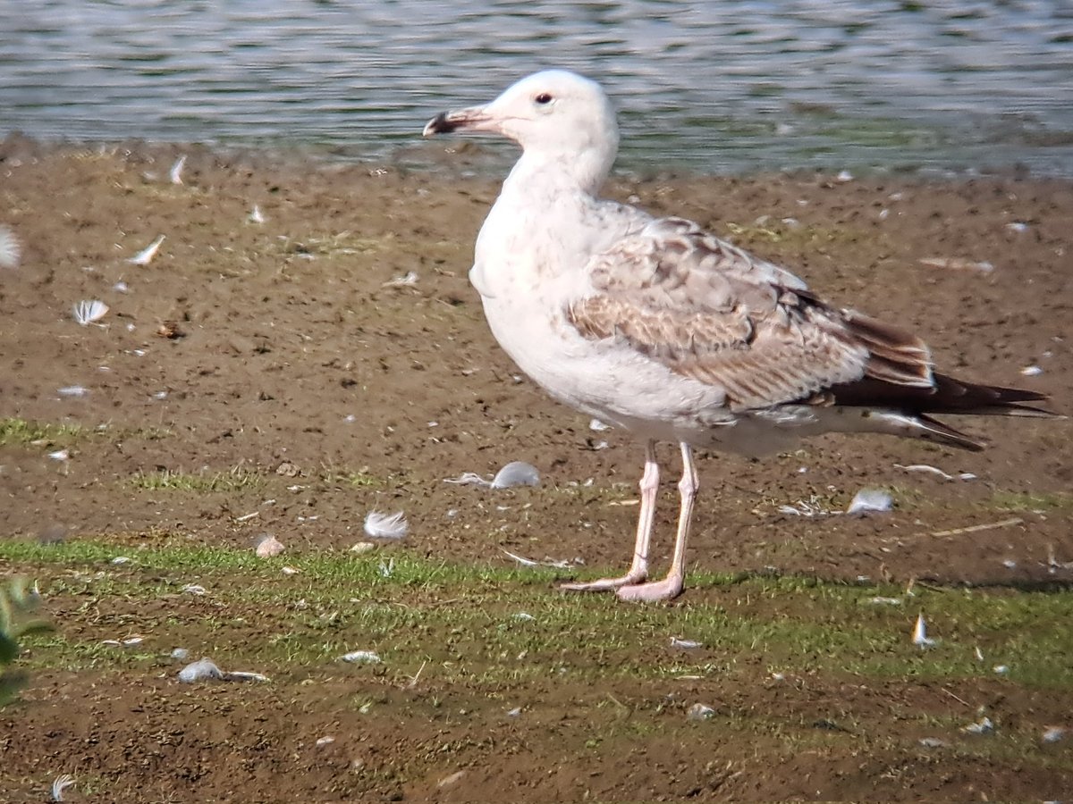 Old moor 
Sandeling 6
Rp 6
Lrp 3
Avocet 4
Caspain gull 2 2nd cy
Bittern 2
Marsh harrier 4
<a href="/Barnsleybsg/">Barnsley Birders</a>