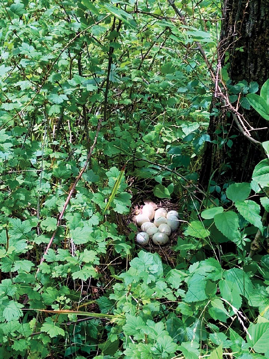 DID YOU KNOW: Once she starts laying eggs, a hen will lay one egg every 24 to 32 hours until she's laid a full clutch of nine to 13 eggs. Once all the eggs have been laid, the hen will incubate them, day and night, for about 28 days.