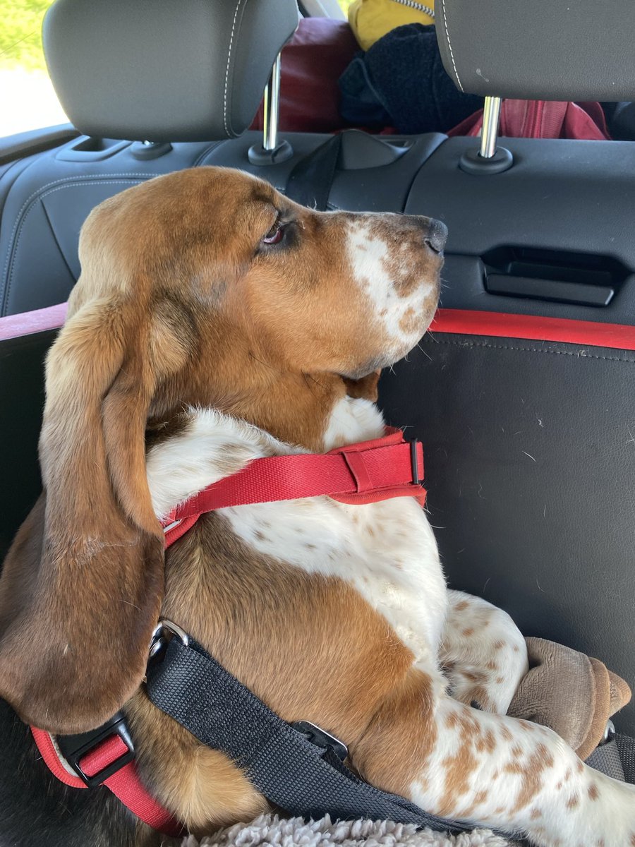 FedorFreytag's tweet photo. Seine erste große Reise hat der @ErnestBasset zur Hälfte geschafft. Stopover in der Champagne, wo er gleich mit Dave aus Indiana Freundschaft geschlossen hat. Amis lieben Bassets - was auf Gegenseitigkeit beruht. https://t.co/983ObXy85p