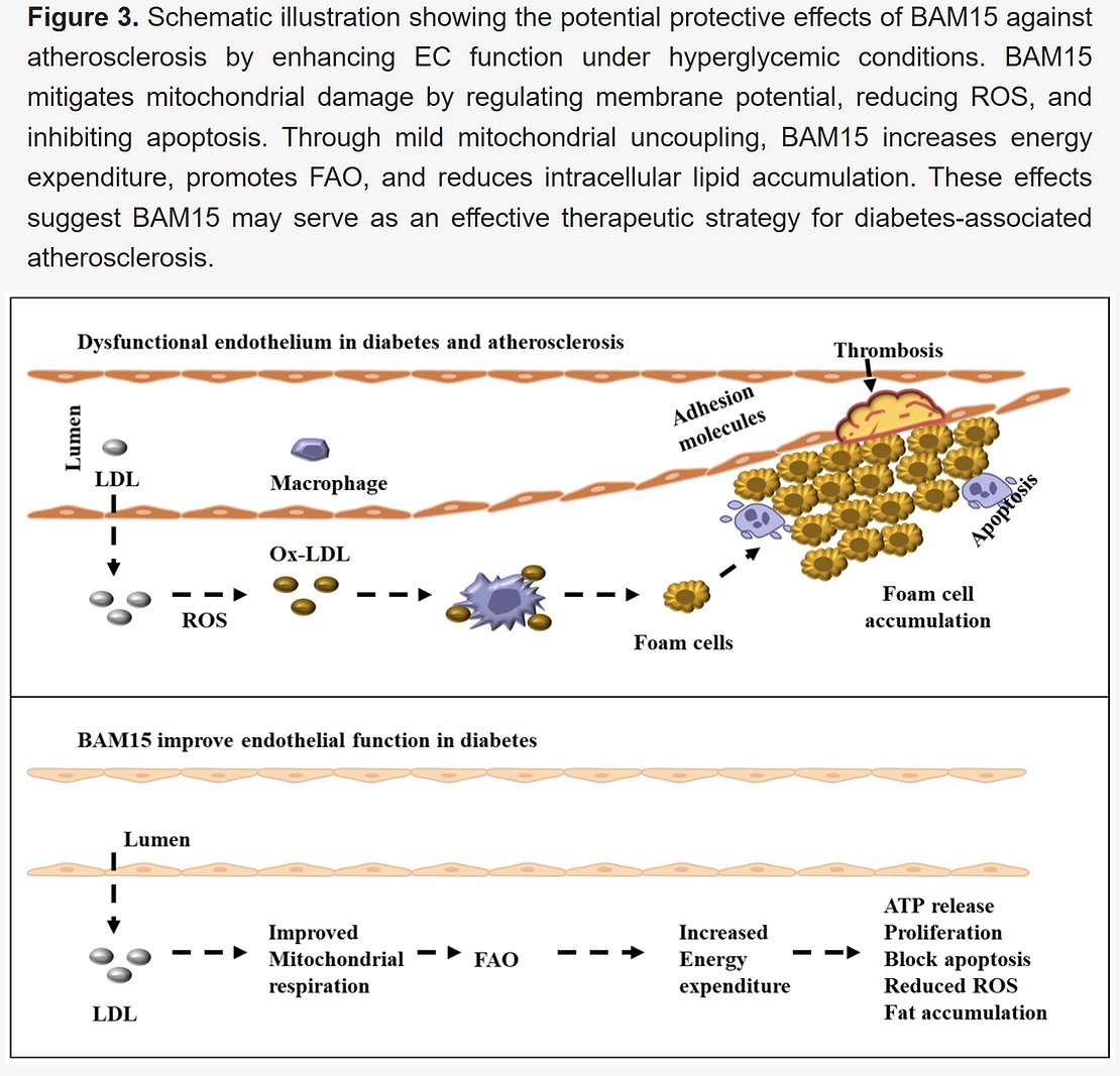 VENDYS_2's tweet photo. 🫀⚕️ "Targeting Mitochondrial Dysfunction to Prevent Endothelial Dysfunction and Atherosclerosis in Diabetes: Focus on the Novel Uncoupler BAM15" by Woong Bi Jang, Vinoth Kumar Rethineswaran, Sang-Mo Kwon.

Diabetes mellitus is a chronic metabolic disorder characterized by persistent hyperglycemia, leading to endothelial dysfunction and accelerated atherosclerosis.

Read more: https://t.co/YFm8w4gJa1

Brought to you by VENDYS-II, the 1st FDA-cleared, office-based device for detecting "Endothelial Dysfunction". https://t.co/KHBGm9KrxB

#VENDYS #Diabetes #EndothelialFunction #EndothelialDysfunction #MicroVascular #VascularReactivity #VascularReactivityIndex #CardiovascularDisease #EndoPAT #CardioTwitter

@A4MEvents @EndoPAT @ESCardioNews @ACCinTouch @fxmed @AgeMgmtMedGroup @American_Heart