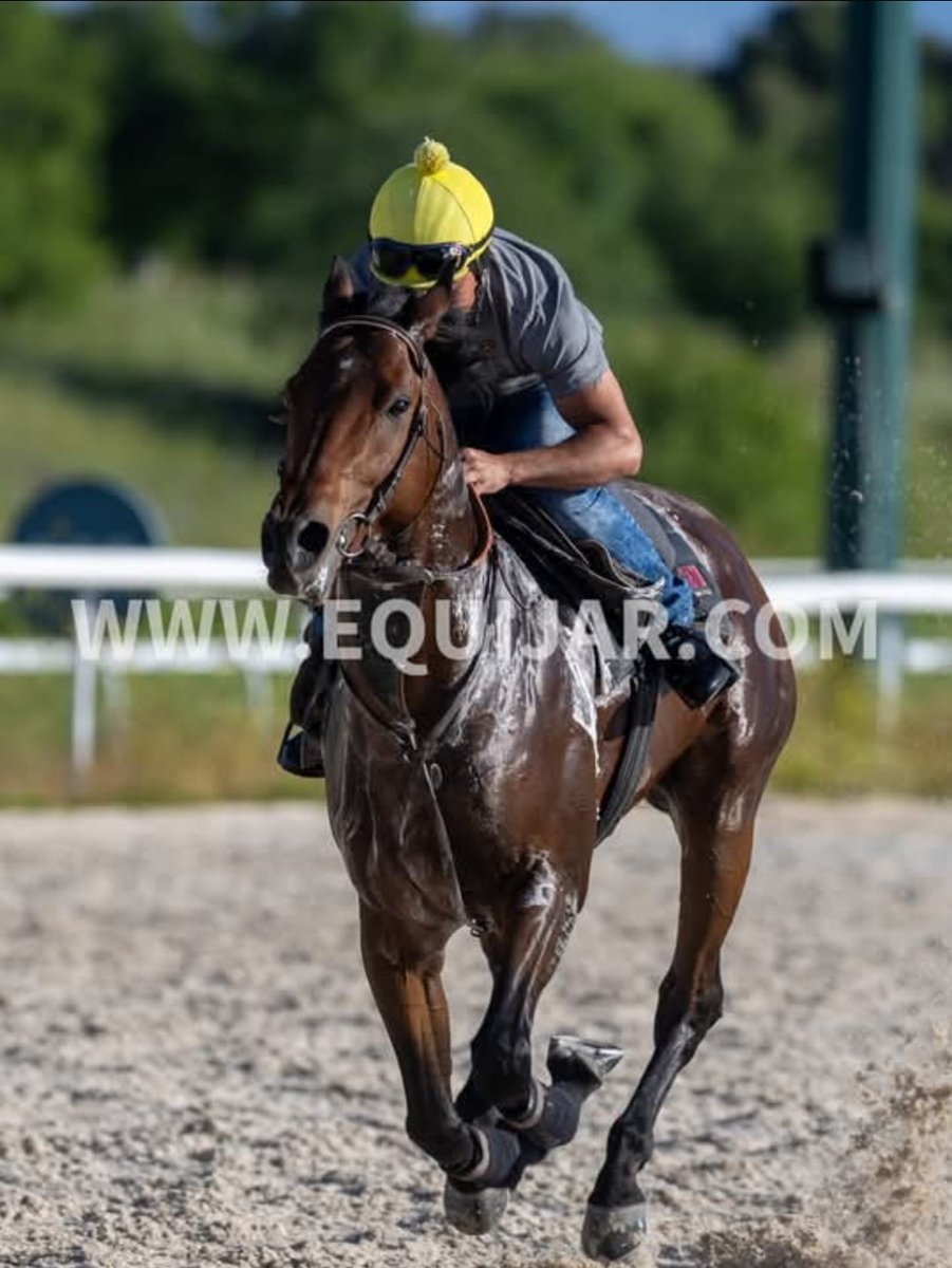 El domingo 01 de Junio en <a href="/HipodromoMadrid/">Hipódromo de La Zarzuela</a> volvemos a ser partant con Borondon en 1.200 metros,línea recta con la monta de <a href="/DinisFerreira30/">Dinis Ferreira</a> 
Vamos equipo,seguimos!!💪🏇

📸 <a href="/equijar2/">JAR</a>