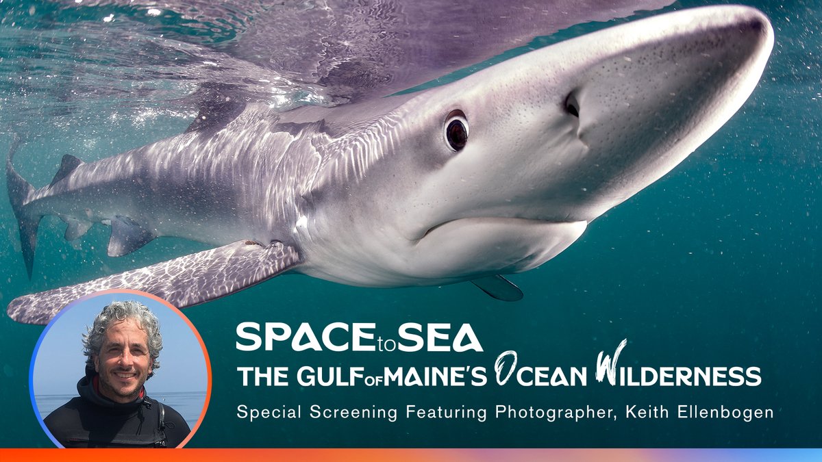 MIT Sea Grant (@mitseagrant) on Twitter photo THIS MONDAY: Join the <a href="/museumofscience/">Museum of Science</a> for the premiere of the short film Space to Sea: The Gulf of Maine’s Ocean Wilderness featuring MIT Sea Grant Visiting Artist Keith Ellenbogen.
June 2 at 7pm
Mugar Omni Theater
All Ages – Free with Pre-Registration: bit.ly/4mo9YK7 THIS MONDAY: Join the <a href="/museumofscience/">Museum of Science</a> for the premiere of the short film Space to Sea: The Gulf of Maine’s Ocean Wilderness featuring MIT Sea Grant Visiting Artist Keith Ellenbogen.
June 2 at 7pm
Mugar Omni Theater
All Ages – Free with Pre-Registration: bit.ly/4mo9YK7