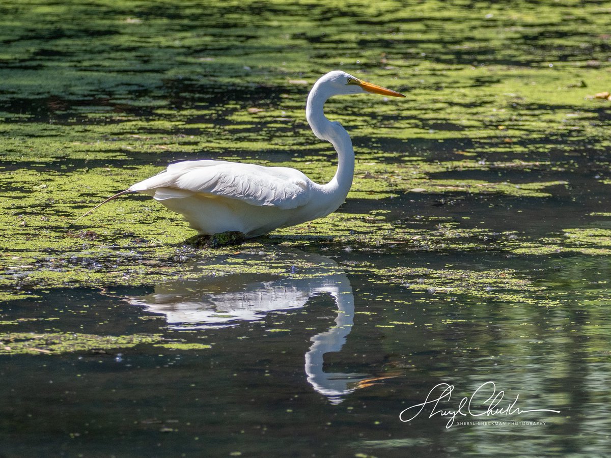 Great Egret dramatically showing off on Monday at the Pool.
#greategret #BirdsSeenIn2025 #birdcpp