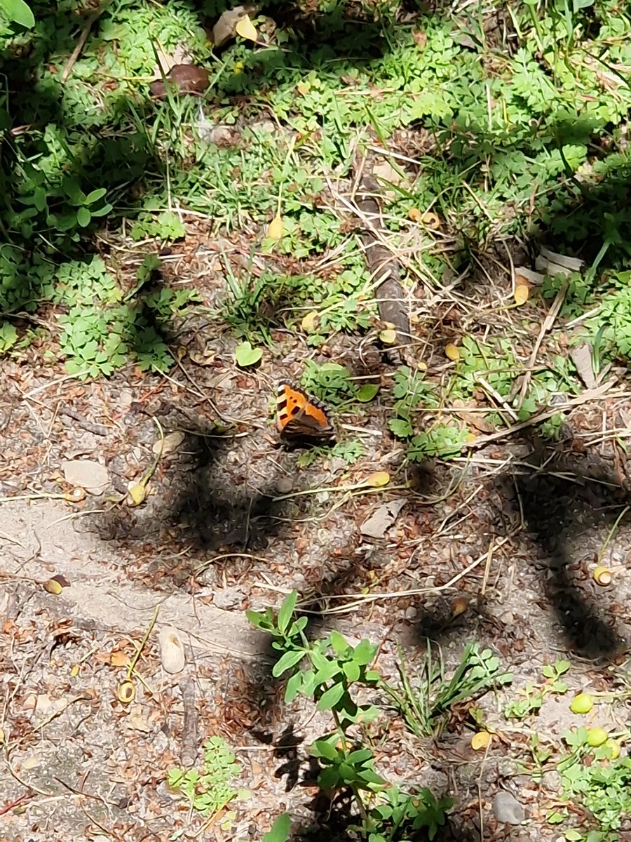 At last at Great Holland pits. I feared that there may have been zero this year.