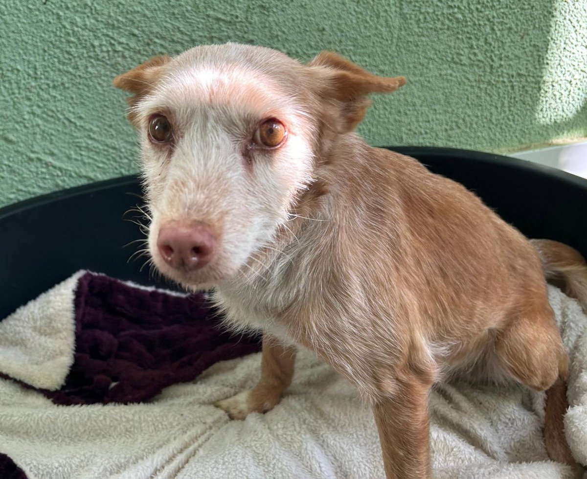 SOS Abuelos (@sosabuelos1) on Twitter photo #Jaén
Contacto: abyda.adopciones@hotmail.com
<a href="/abydajaen/">Abyda Jaen</a>
A la abuelita #ESTRELLA, de 10 añitos, la “cedió” su dueño a la prote, hartita de parir.
Es una perrita buenísima y muy cariñosa, que está deseando hacer feliz a quien la dé una oportunidad de demostrar lo mucho que vale. #Jaén
Contacto: abyda.adopciones@hotmail.com
<a href="/abydajaen/">Abyda Jaen</a>
A la abuelita #ESTRELLA, de 10 añitos, la “cedió” su dueño a la prote, hartita de parir.
Es una perrita buenísima y muy cariñosa, que está deseando hacer feliz a quien la dé una oportunidad de demostrar lo mucho que vale.