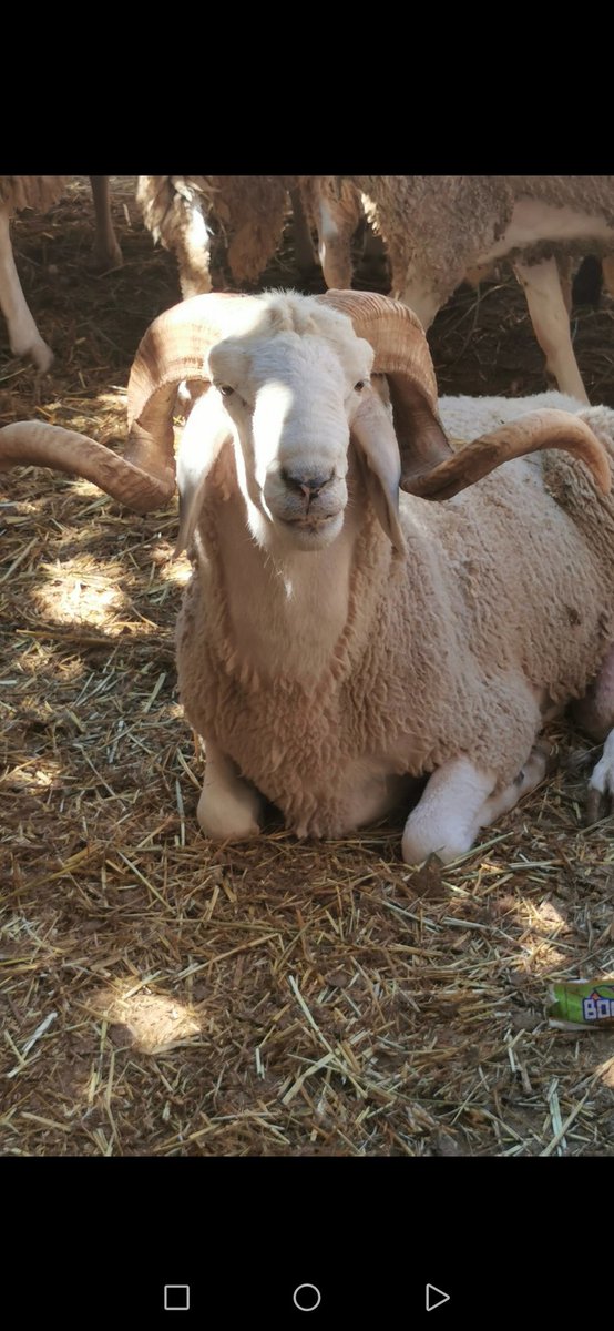 كبش أقرن من بلد الجزائر تقبل الله أضاحيكم وجميع المسلمين.