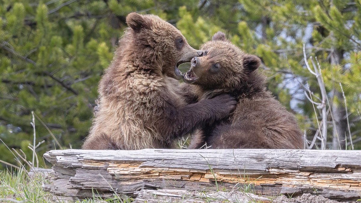 Brynn Alise (@brynnalisephoto) on Twitter photo we do a little grizzly share
Freedom to Roam <a href="/6529Collections/">6529 Collections</a> meme card
Endangered collected by <a href="/MeLlamoMatt/">MeLlamoMattᵍᵐ</a>
Matriach collected by <a href="/batsoupyum/">batsoupyum</a>
An Uncertain Future 👀 we do a little grizzly share
Freedom to Roam <a href="/6529Collections/">6529 Collections</a> meme card
Endangered collected by <a href="/MeLlamoMatt/">MeLlamoMattᵍᵐ</a>
Matriach collected by <a href="/batsoupyum/">batsoupyum</a>
An Uncertain Future 👀
