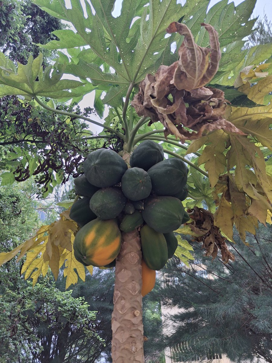 La région de San, au #Mali 

#TOEDiro