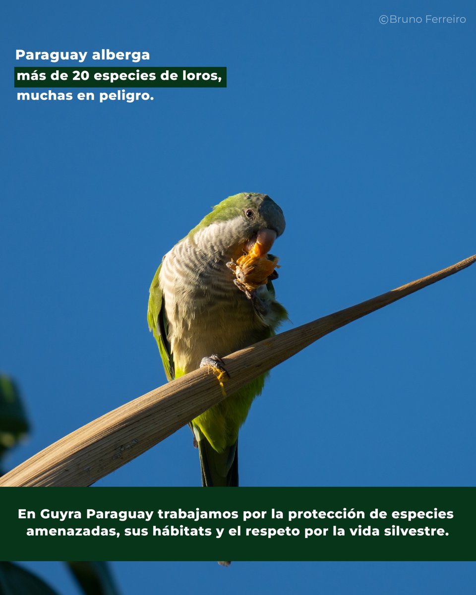 🦜Día Mundial del Loro
Coloridos, inteligentes y vitales para la biodiversidad.
En Paraguay, muchas especies de loros y guacamayos enfrentan graves amenazas:
🚫 Tráfico ilegal
🌳 Pérdida de hábitat
⚠️ Captura de crías para mascotismo

💚 Protejamos su hogar para que #VuelenLibres