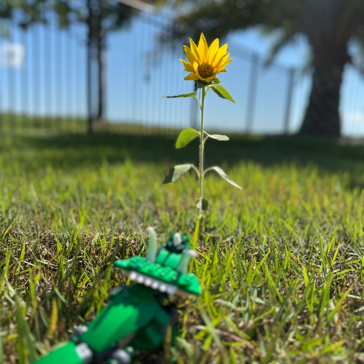 Happy Friday kiddos! 🌷

We want to know what your favorite flower is to admire, smell, or pick for your caregivers?

Bonus points if you provide us with a picture!

This Triceratops seems to really like this blossoming sunflower! 🌻