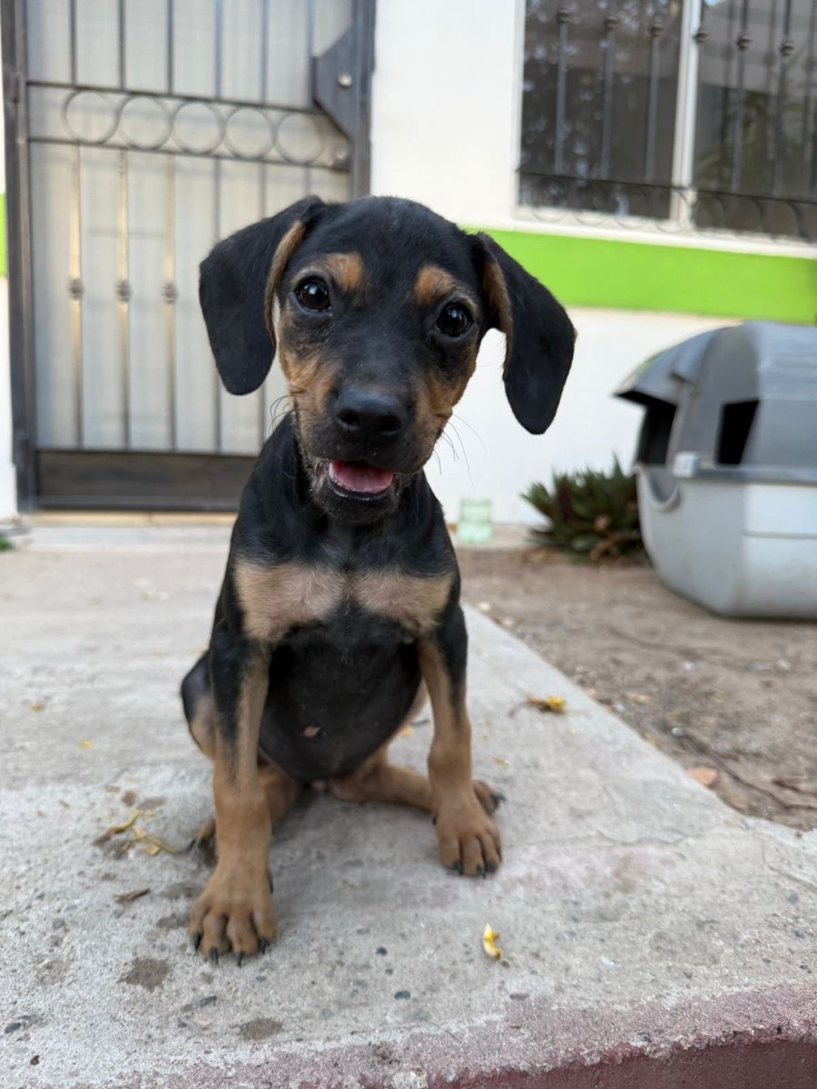 💔 A ESTA CHIQUITA LA ABANDONARON AFUERA DE UNA CASA ☹️

Ella solo pide comidita y amor 🥺
¿Podrías darle un hogar temporal o definitivo?