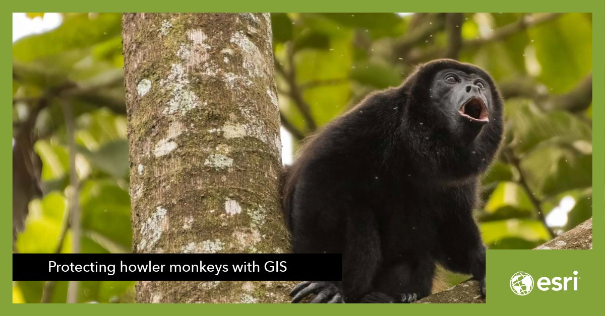 Hammerhead Technology used #ArcGISPro to identify areas where howler monkeys in Costa Rica are at risk of electrocution. By mapping power lines and incidents, they pinpointed areas for insulation, aiming to protect these precious creatures.

Read the story:ow.ly/RbPL50W1N50