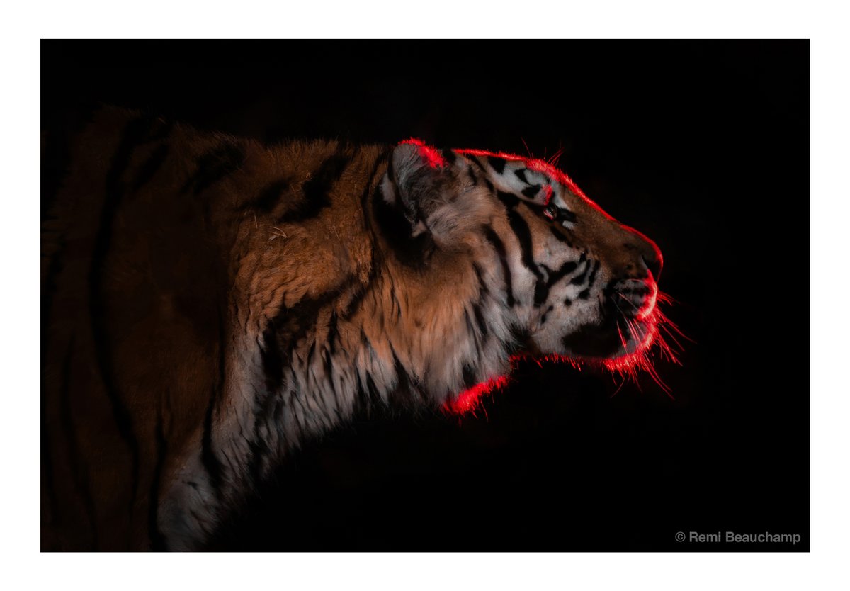 «Simsa», tigre de l'Amour du <a href="/ZoodeGranby/">Zoo de Granby</a> - capturé sur le vif lors d’un événement nocturne
