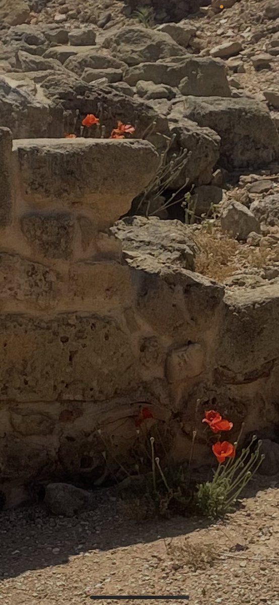 Poppies growing in the lovely Roman ruins in Paphos. X