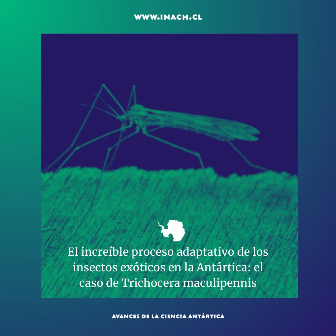 🇦🇶🇨🇱🪰 Hoy en Avances de la Ciencia: "El increíble proceso adaptativo de los insectos exóticos en la Antártica: el caso de Trichocera maculipennis" inach.cl/el-increible-p…