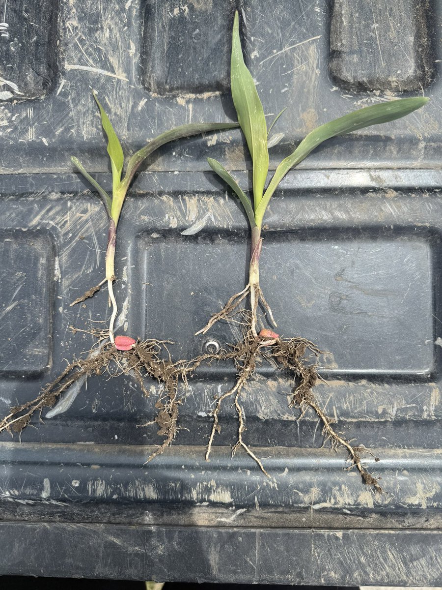 DirectEntInc's tweet image. Left (2 small nodal roots) is a popular competitive product and right (4 big healthy nodal roots) is PowerPlant ⚡️It works. Get with your rep ☎️ for more!
#theDEIdifference #agronomy #soybeans #corn #wheat #agriculture #farming #seedtreatment #plant25 #planterbox #NutriCharge