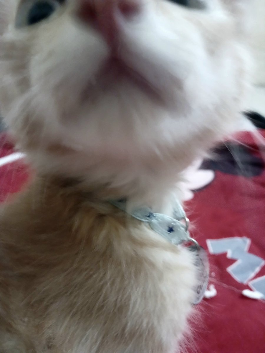 芳 (@notfoundnarin) on Twitter photo 