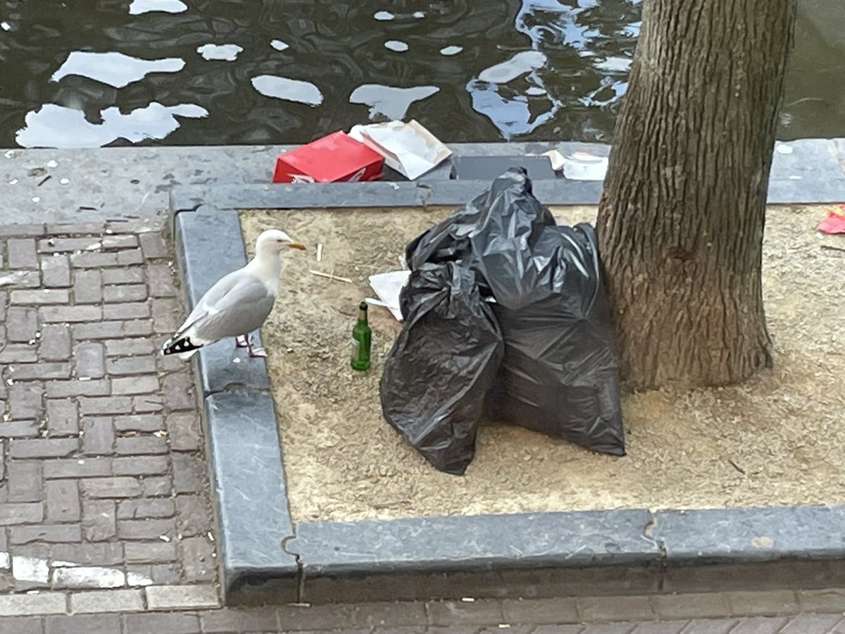 de meeuwen hebben het maar druk met lieden die buiten vuilnisophaaldagen  zooi neergooien 😳