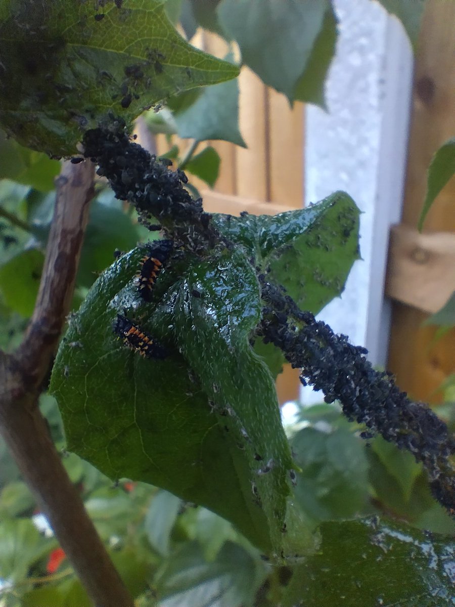 Don't worry if your plants are covered in aphids, just wait for these vicious looking dragons to appear and chomp them all up!
Before you know it you'll be aphid free and then charmed by the gorgeous ladybirds the dragons turn into! 😍🐞
#organicGardening
