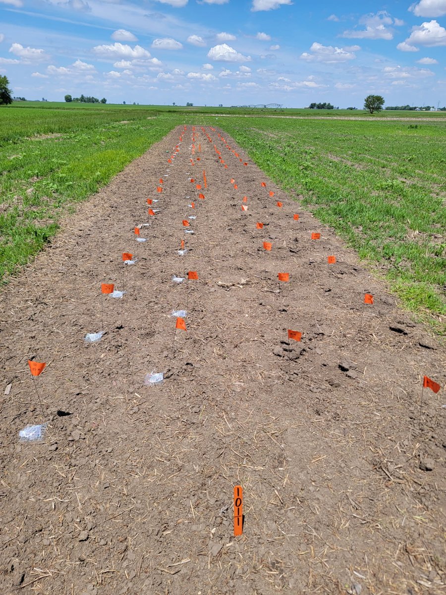 Darcy Telenko (@dtelenko) on Twitter photo Sclerotina sclerotial degradation study in the ground thanks to <a href="/MorganGoodnight/">Morgan Goodnight</a> and <a href="/mizuno_monica/">Monica Mizuno</a>. We are ready to collect data as part of a NCSRP project w/<a href="/BisonBeanDoc/">Wade Webster</a> and <a href="/badgercropdoc/">Damon L. Smith</a> Sclerotina sclerotial degradation study in the ground thanks to <a href="/MorganGoodnight/">Morgan Goodnight</a> and <a href="/mizuno_monica/">Monica Mizuno</a>. We are ready to collect data as part of a NCSRP project w/<a href="/BisonBeanDoc/">Wade Webster</a> and <a href="/badgercropdoc/">Damon L. Smith</a>