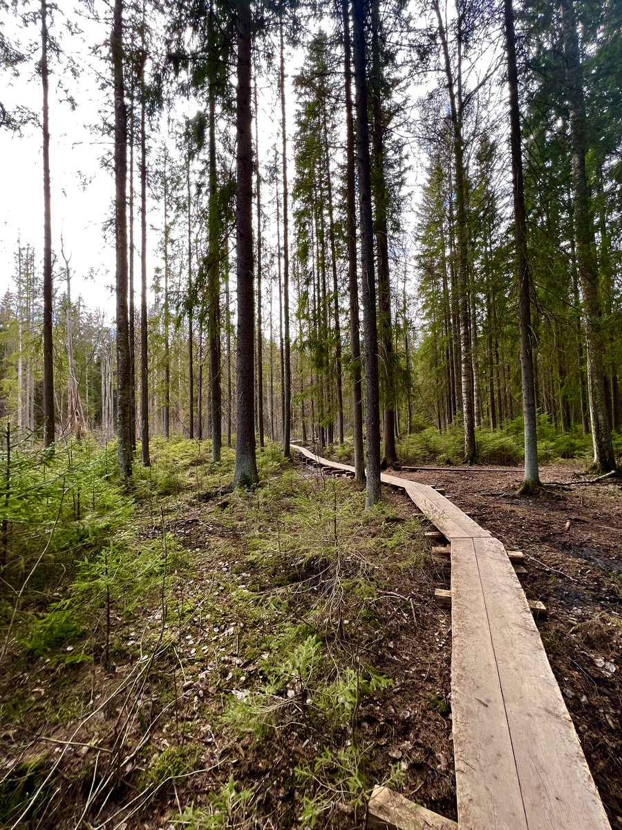 #kävely 🇫🇮 #metsä