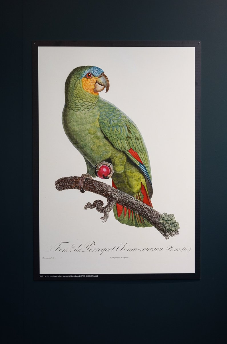 Britain is home to around 640 species of birds, what do you think is the most common bird in Britain? 🤔🐦

See 𝑻𝒉𝒆 𝑫𝒊𝒔𝒄𝒐𝒗𝒆𝒓𝒚 𝒐𝒇 𝑩𝒊𝒓𝒅𝒔 daily until Sunday 22 June 2025.

#Ushawesome #DaysOutInDurham #Museum #NorthEast #Art #Birds