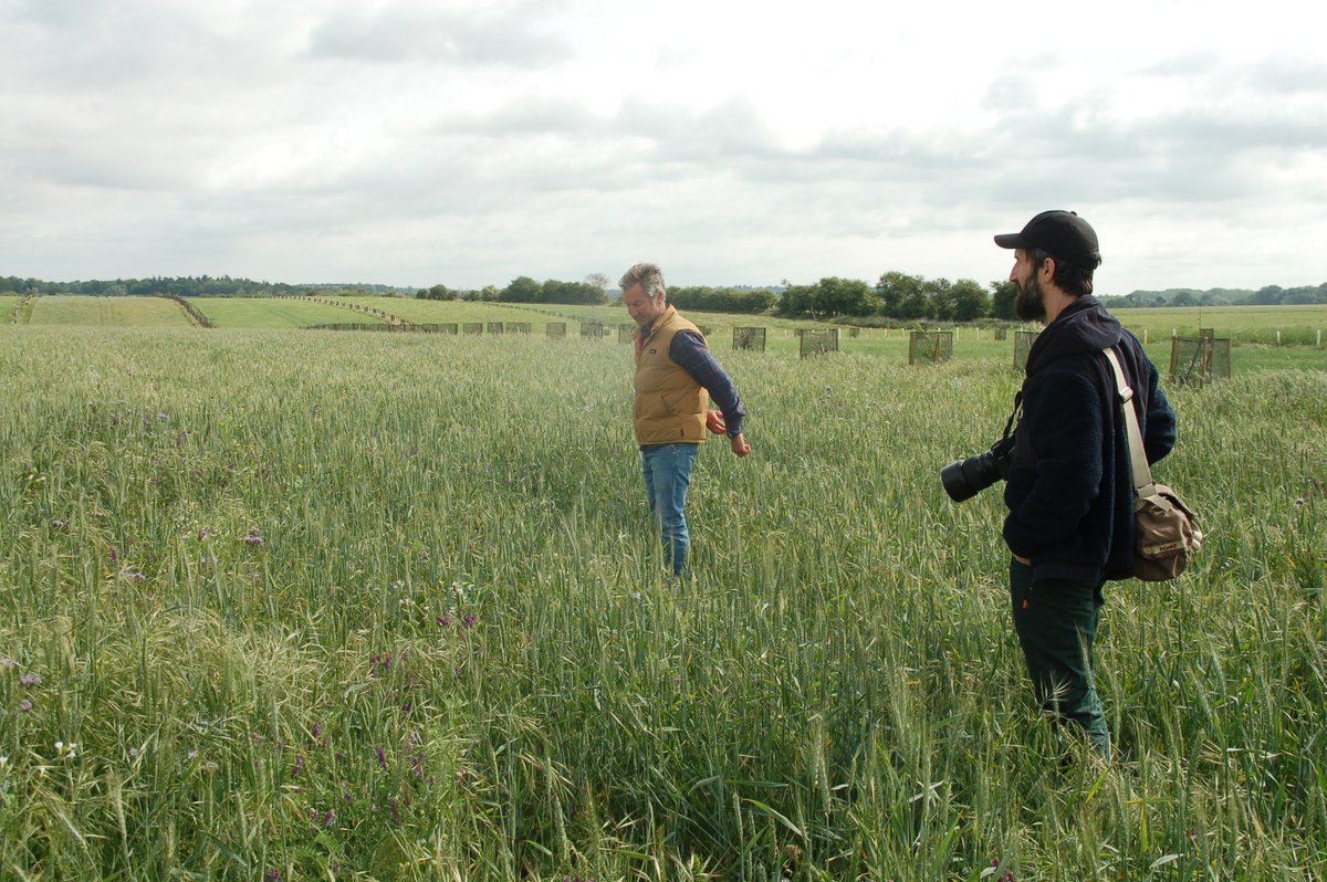 Agricology (@agricology) on Twitter photo On Thursday, Agricology and <a href="/duncphoto/">Duncan Elliott</a> visited Hall Farm in Suffolk to meet regen farmer James Bucher 🐕🌾 exploring his new 13ha silvoarable system 🌳.
Part of a new profile created with The Woodland Trust – coming soon! 👀
More farmer stories here: ow.ly/ohUn50W1xYk On Thursday, Agricology and <a href="/duncphoto/">Duncan Elliott</a> visited Hall Farm in Suffolk to meet regen farmer James Bucher 🐕🌾 exploring his new 13ha silvoarable system 🌳.
Part of a new profile created with The Woodland Trust – coming soon! 👀
More farmer stories here: ow.ly/ohUn50W1xYk