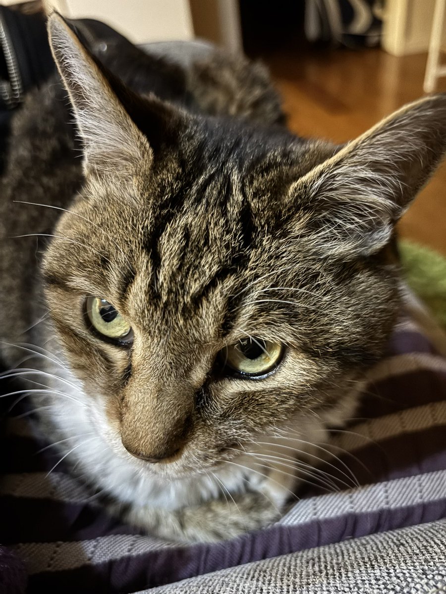 今日のまめ
＃猫のいる暮らし　＃猫のいる幸せ　＃猫　＃まめ