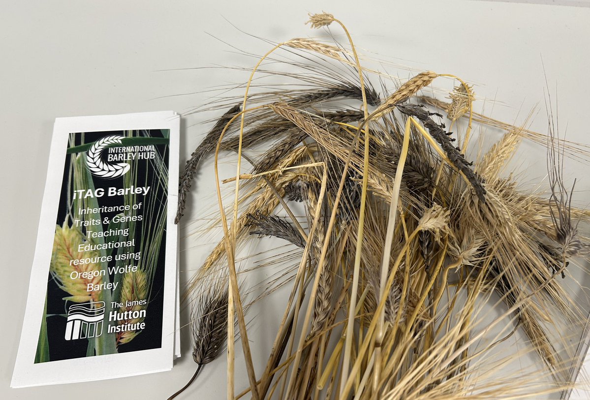 International Barley Hub (@intbarleyhub) on Twitter photo All set for <a href="/theASE/">The ASE</a> Scotland 2025 Conference <a href="/KinrossHS/">Kinross High School</a> tomorrow. STEM projects iTAG and <a href="/DaffDNA/">The Daffodil DNA Project</a> workshop and <a href="/Jalview/">Jalview @jalview.bsky.social</a> demo #itag #daffdna All set for <a href="/theASE/">The ASE</a> Scotland 2025 Conference <a href="/KinrossHS/">Kinross High School</a> tomorrow. STEM projects iTAG and <a href="/DaffDNA/">The Daffodil DNA Project</a> workshop and <a href="/Jalview/">Jalview @jalview.bsky.social</a> demo #itag #daffdna