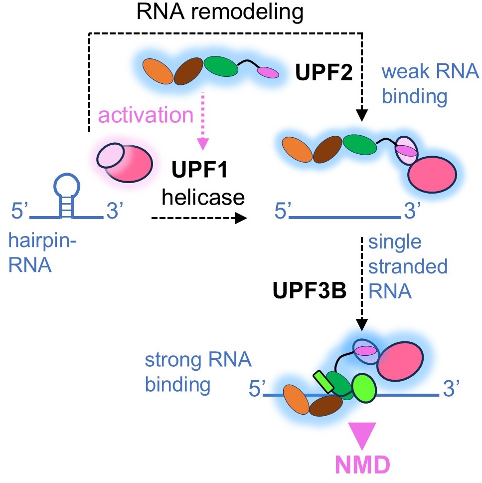 UPF2 dynamically interacts with RNA and remodels structured RNA. UPF3B stabilizes UPF1-UPF2‘s RNA association, while UPF2 supports UPF1’s RNA unfolding activity, corroborating mRNA degradation. bit.ly/3SD2rtj