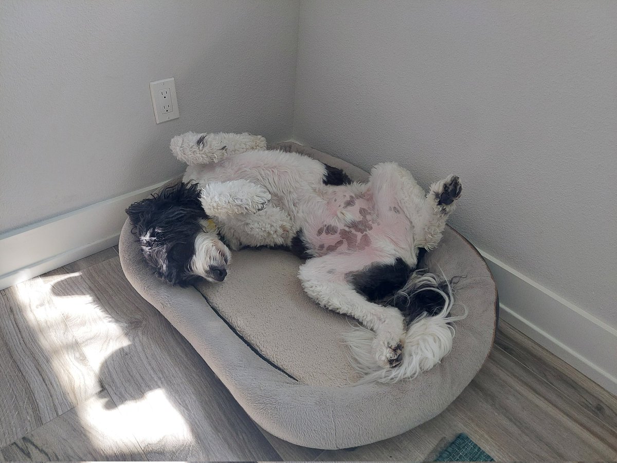 creek_moose's tweet photo. I'm having a little #FlyingLegsFriday action while Rocky is at school π΄ https://t.co/7qt8RKHCJ0