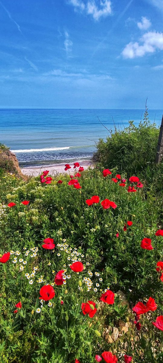 Every some years , when the weather is just right the shores of the Black Sea turns red !

Wild poppies grow directly in the sandy beaches !

This Sea has been in the middle of controversy and war and it’s easy to forget her natural beauty.