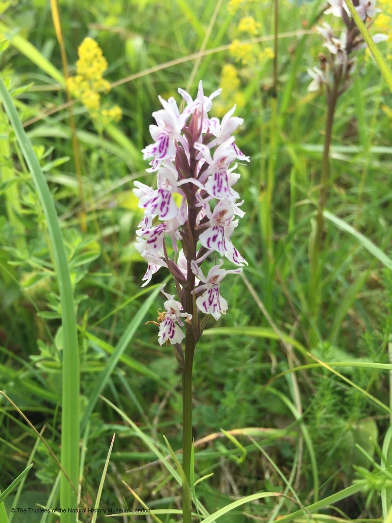 We were thrilled to find this common spotted orchid on our front lawn. We decided to reduce the amount of times we mow this lawn and now its gone from short grass to beautiful wild flowers. We've spotted lots of insects too!
#GardenWildlifeWeek