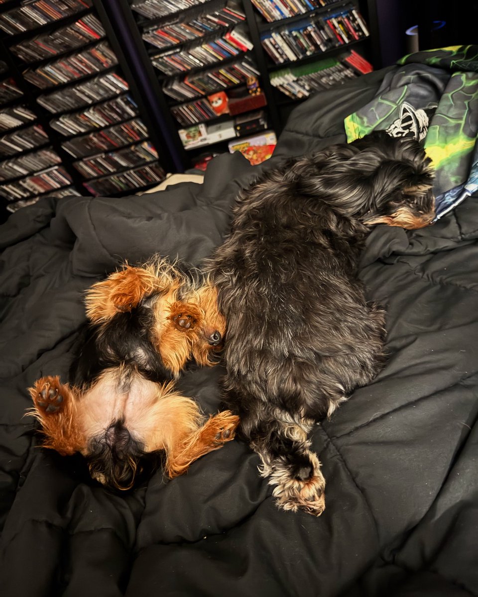 Yorkie sleep attack!