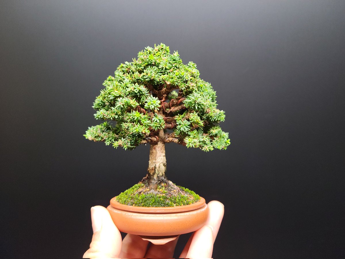 masato bonsai (@newsailingship) / Posts / X