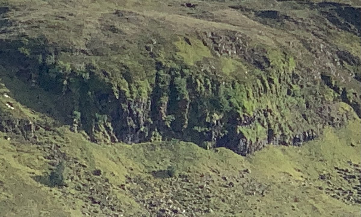 Golden eagle nest with two eaglets was the week’s highlight. Both seemed healthy enough, taking food from the female. Pleased as this pair were robbed last year They moved to another nest about 1km away. Hope it pays off and they fledge.