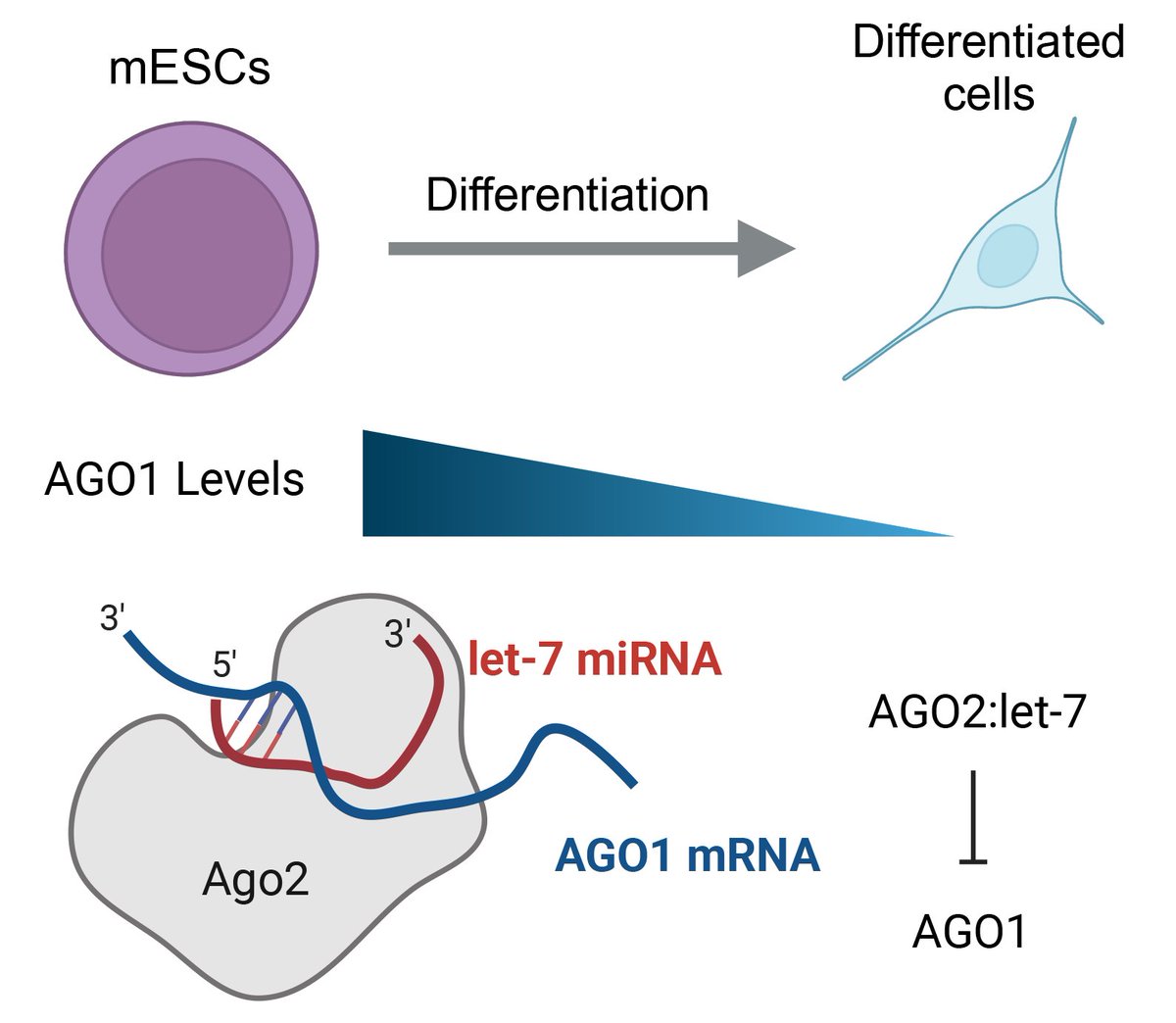 RNAJournal's tweet image. AGO1 is repressed by AGO2 and let-7 microRNAs during embryonic stem cell differentiation. bit.ly/4jdnehF