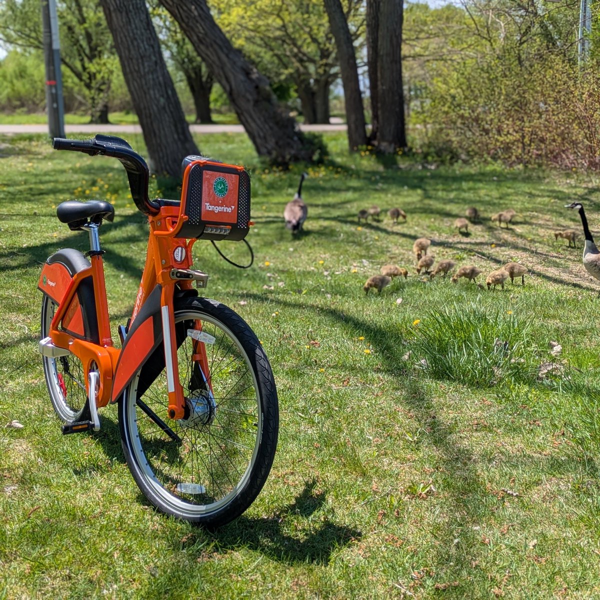 BikeShareTO's tweet image. 🚲 Heading to Toronto Islands this weekend? Take your adventure up a gear with a Bike Share island bike!
Grab a Day Pass for unlimited 90-min rides over 24 hours. Explore beaches, boardwalks, & trails with ease.
Details 👉 bikesharetoronto.com/toronto-islands
#BikeTO #TorontoIslands
