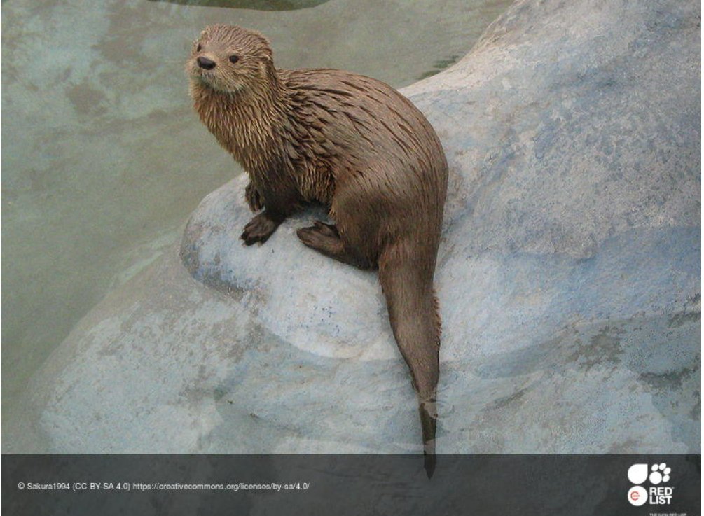 Chungungo: la nutria chilena que está en peligro go.shr.lc/44X8JeB