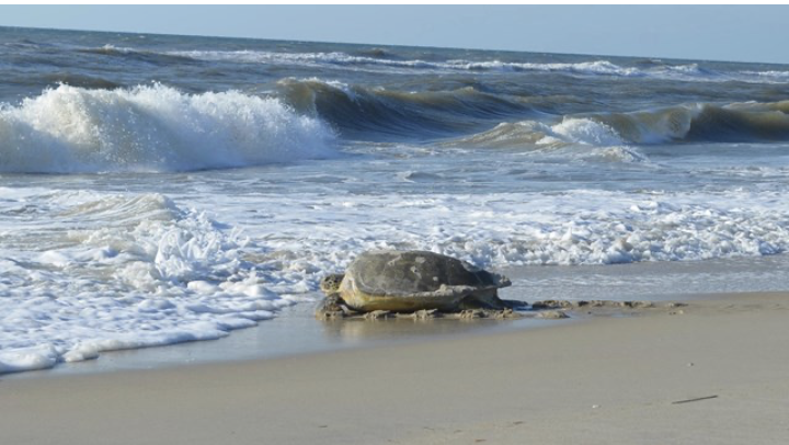 June is #nationalgreatoutdoorsmonth! Who's headed to the Cape Hatteras National Seashore? nps.gov/caha/index.htm  #ncnationalparks