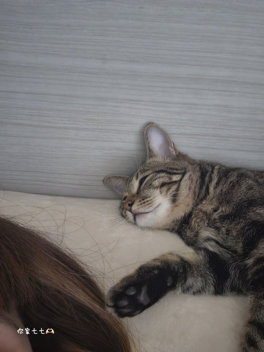 到底是要多愛睏才能睡成這樣被我拍
我還醒著耶😡