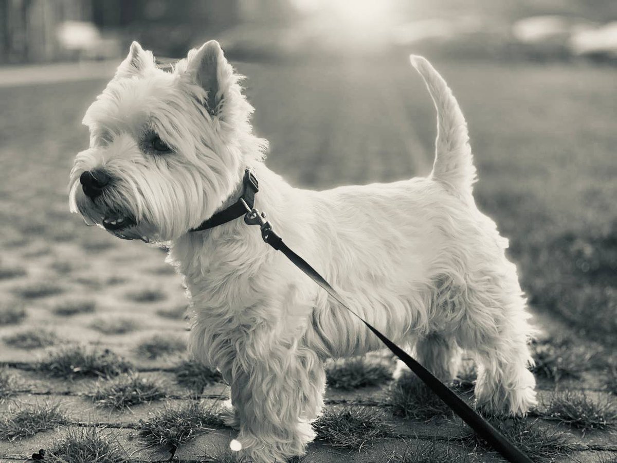 Сегодня ушел Фил. Спасибо тебе за 15 счастливых лет вместе, дружище. Лучший пес.