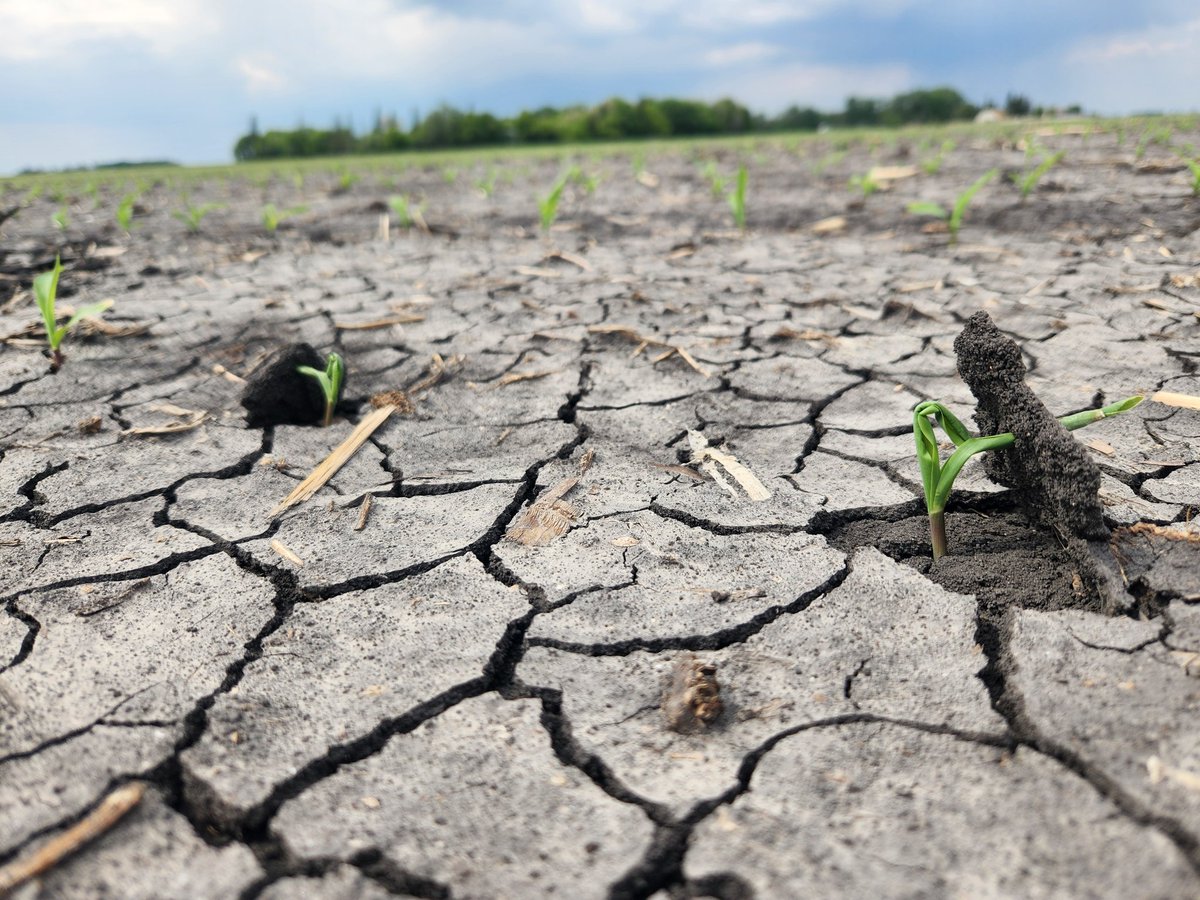 29Tim's tweet image. LG30C98 VT2RIB doing some heavy lifting near Felton, MN.  Not going to slow this hybrid down.
@LGSeeds