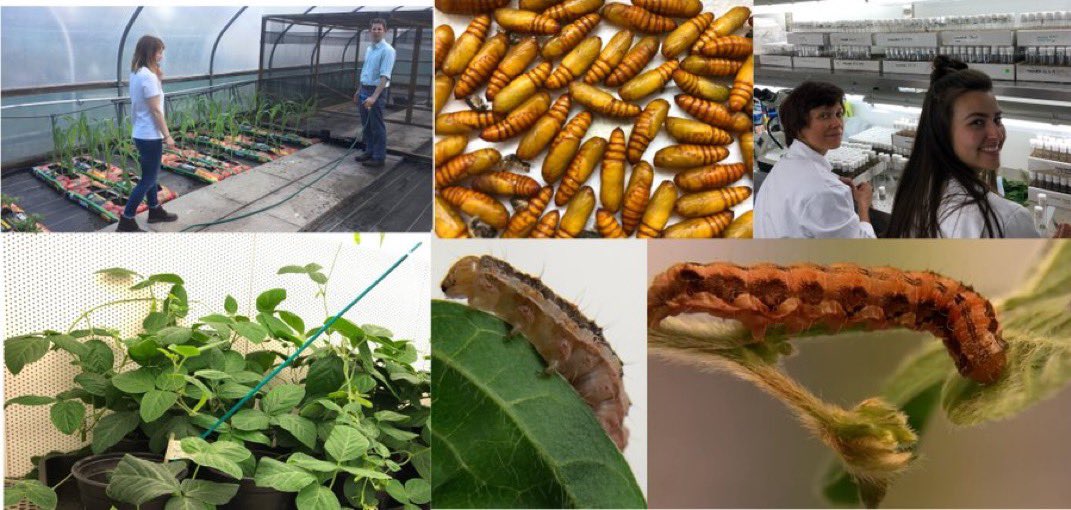 Rosie_Mangan's tweet image. New research @PLOSPathogens:
Biocontrol resistance is a real yet under appreciated risk—
In Helicoverpa armigera, it’s host diet, not pathogen identity, that drives genetic trade-offs in survival.
Crop diversity could help maintain biopesticide efficacy
doi.org/10.1371/journa…