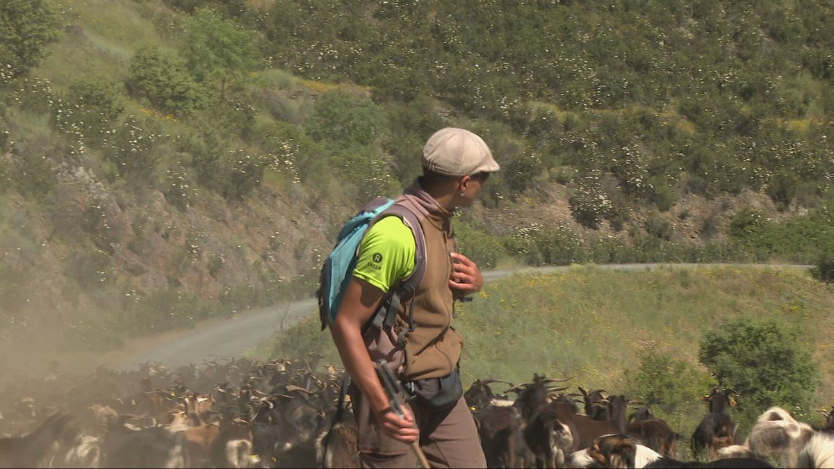 Agrosfera (@agrosfera_tve) on Twitter photo 🐐 Javier trashuma su rebaño de 300 cabras por el norte de Madrid.
🌱 Sara y su vecindario impulsan un huerto comunitario que nutre a más de 150 familias.
Son prácticas agroecológicas para un campo más sostenible y una mejor calidad de vida para agricultores.
<a href="/PorOtraPAC/">Por otra PAC</a> 🐐 Javier trashuma su rebaño de 300 cabras por el norte de Madrid.
🌱 Sara y su vecindario impulsan un huerto comunitario que nutre a más de 150 familias.
Son prácticas agroecológicas para un campo más sostenible y una mejor calidad de vida para agricultores.
<a href="/PorOtraPAC/">Por otra PAC</a>